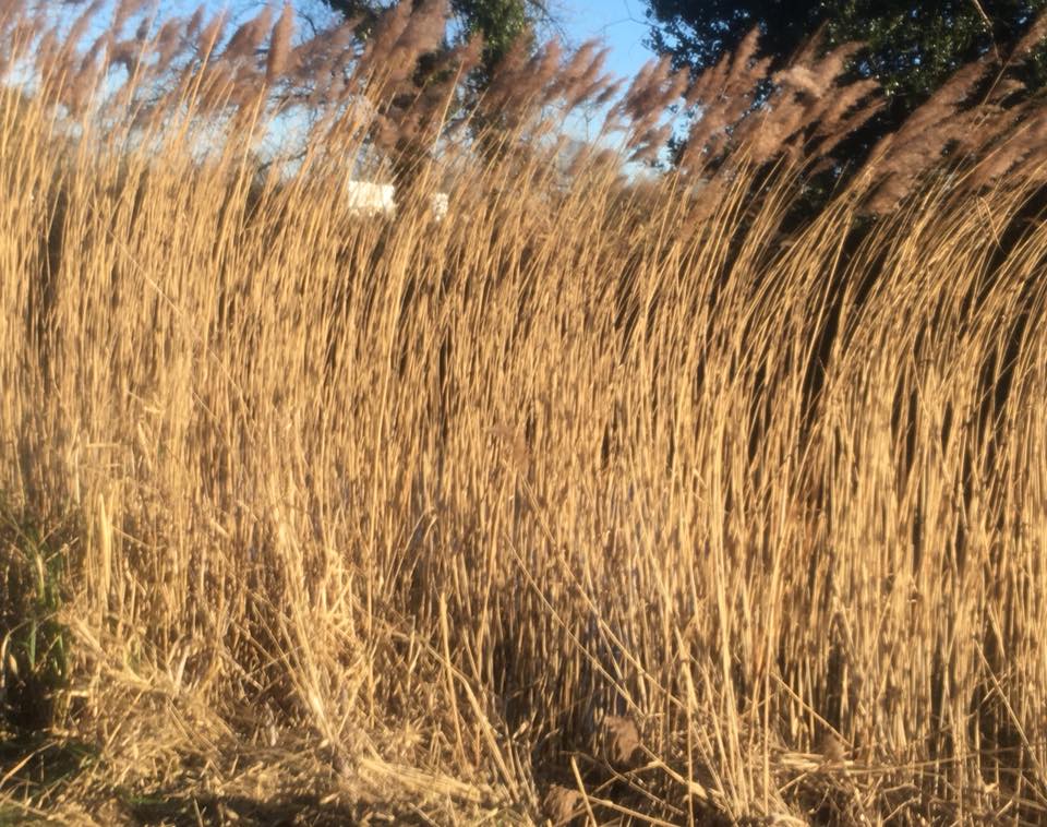 reedbed