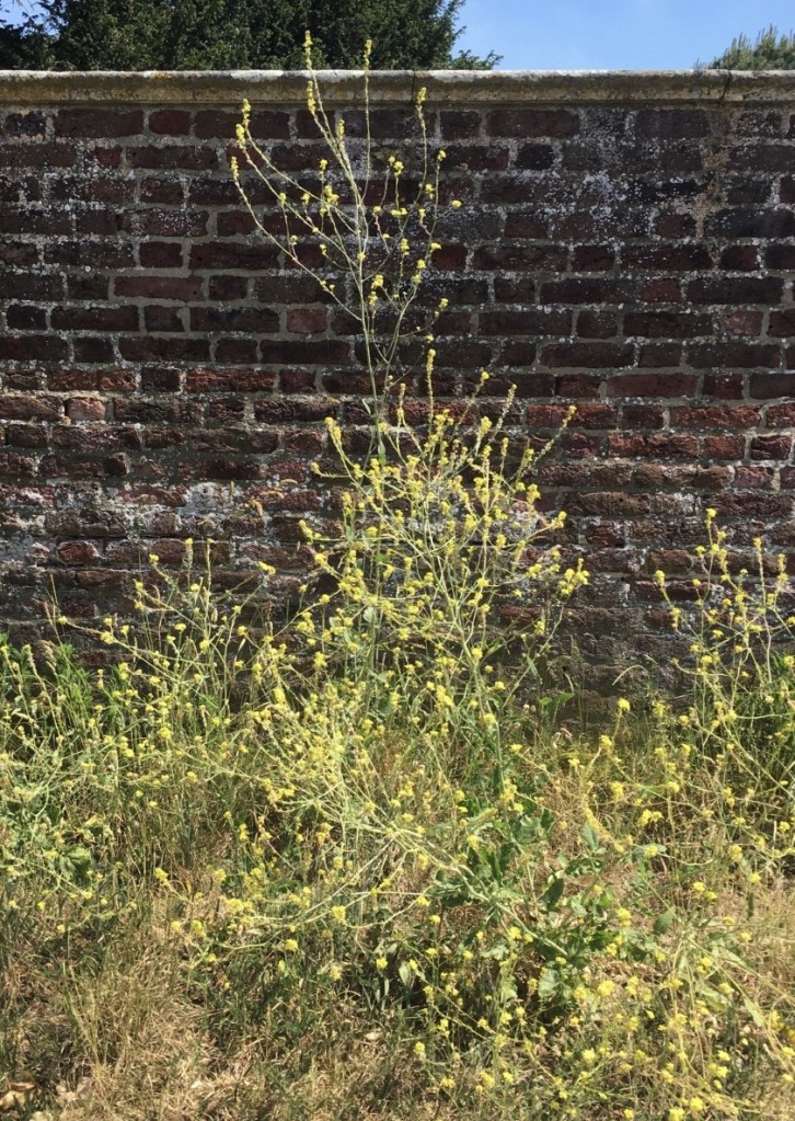 Hedge mustard