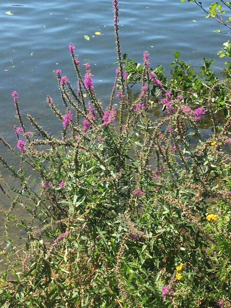 Loosestrife