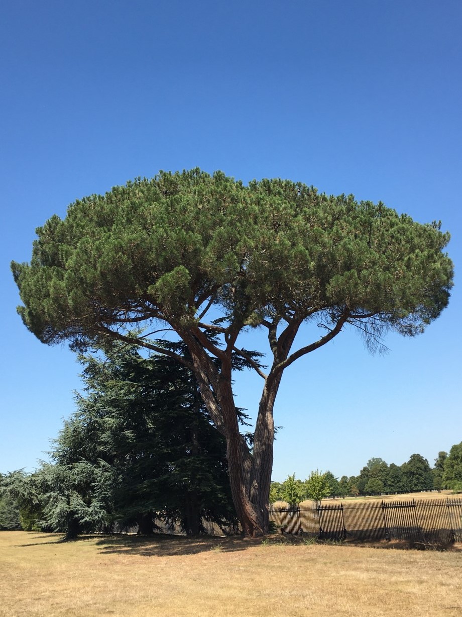 Stone pine